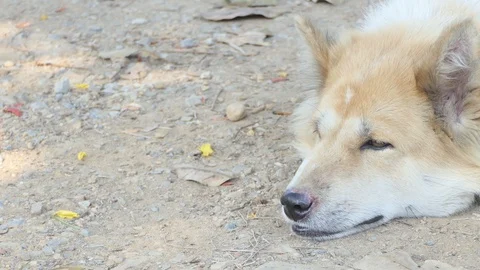 Dog Breathing Sick. Stock Footage 104097955