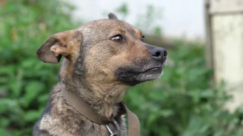 The dog is breathing slow Stock Footage 77514237