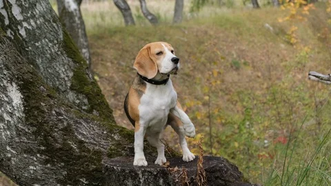 Dog breed Beagle climbed a tree in the autumn Park Stock Footage 116662469