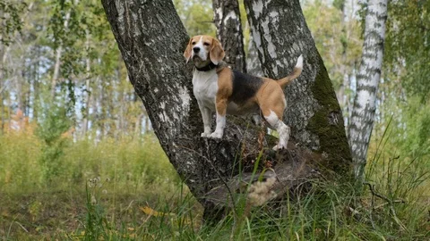 Dog breed Beagle climbed a tree in the autumn Park Stock Footage 116662522