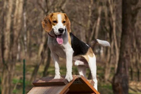 Dog breed beagle Photos
