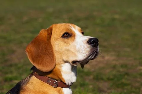 Dog breed beagle 库存照片