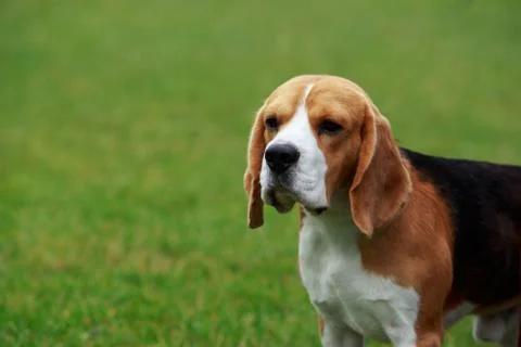 Dog breed beagle 库存照片