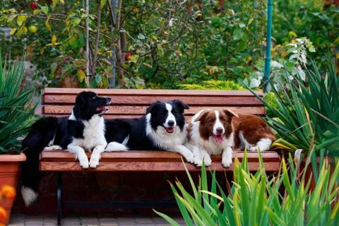 Dog breed Border Collie Photos
