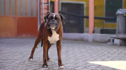 Dog breed Boxer brown eats piece of bread drooling Stock Footage 210230996