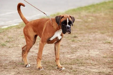 Dog breed Boxer 写真素材
