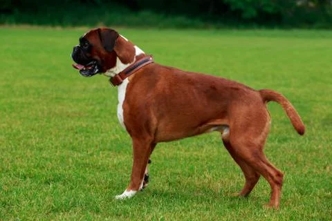 Dog breed Boxer 库存照片