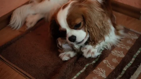 A dog of the breed Cavalier King Charles Spaniel is nibbling a bone. Stock Footage 101335205