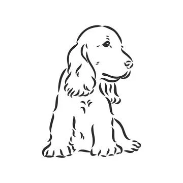 Dog breed Cocker Spaniel muzzle, sketch vector graphics black and white drawi Stock Illustration