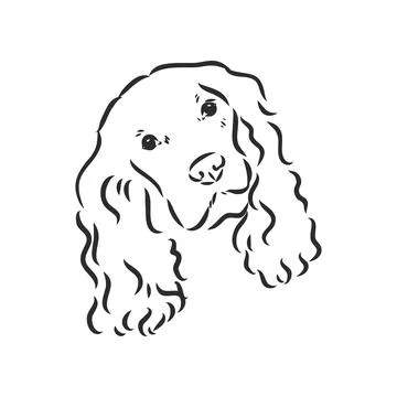 Dog breed Cocker Spaniel muzzle, sketch vector graphics black and white drawi Stock Illustration