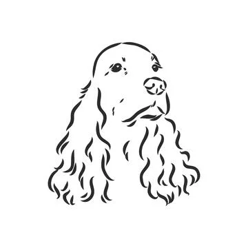 Dog breed Cocker Spaniel muzzle, sketch vector graphics black and white drawi Illustrazione stock