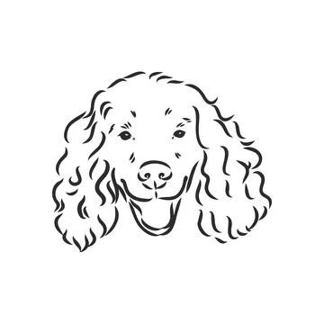 Dog breed Cocker Spaniel muzzle, sketch vector graphics black and white drawi Stockillustratie