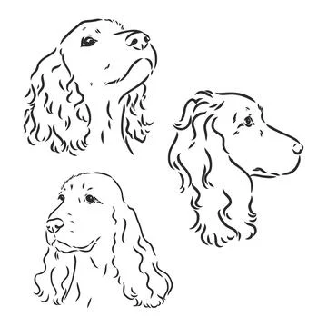 Dog breed Cocker Spaniel muzzle, sketch vector graphics black and white drawi Stock Illustration