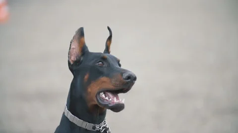 Dog breed Doberman Video stock 106978881