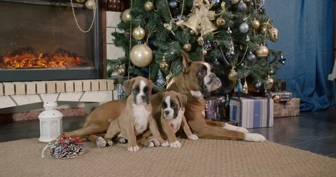 Dog breed German boxer with his two Stock Video Pond5