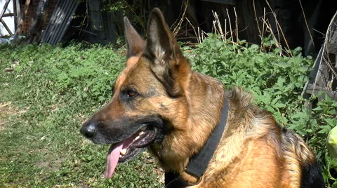 Dog breed German Shepherd basking in the sun Stock Footage 68348560