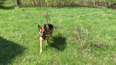 Dog breed German Shepherd Stock Footage 50133568
