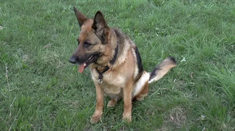Dog breed German Shepherd Stock Footage 50133772