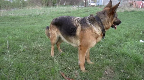 Dog breed German Shepherd Stock Footage 50134124