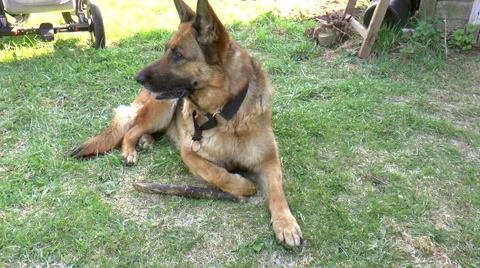 Dog breed German Shepherd Stock Footage 50134893