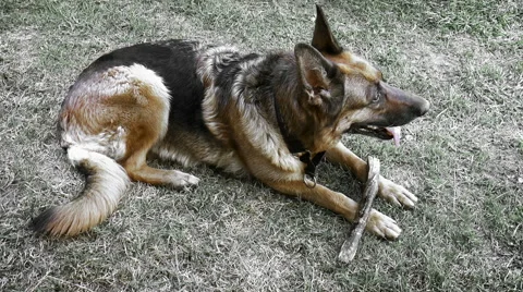 Dog breed German Shepherd Stock Footage 68190712