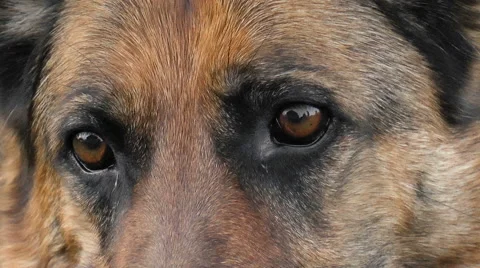 Dog breed German Shepherd Stock Footage 68190777