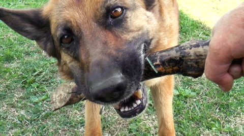 Dog breed German Shepherd Stock Footage 68348713