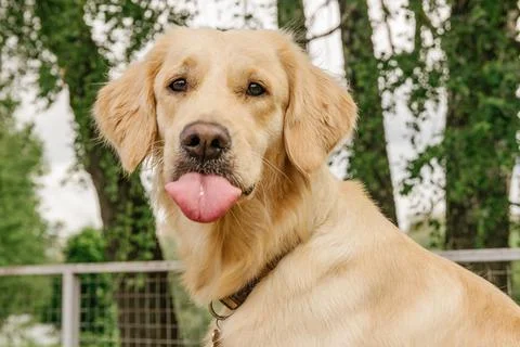 Dog breed golden retriever sitting and showing tongue Stock Photos
