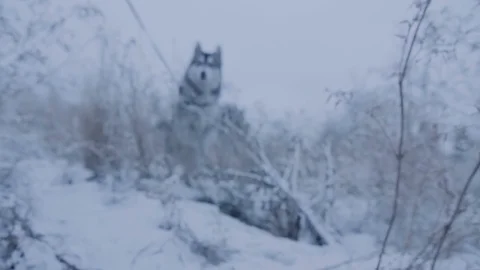 Dog breed husky jumps on camera. Stock Footage 73622957