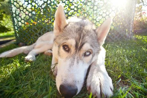 Dog breed husky, lying on the grass and looking at the camera. Stock Photos
