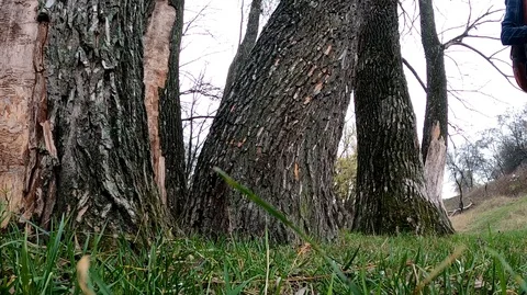 Dog breed Jack Russell Terrier jumps from a tree trunk in the park in autumn Stock Footage 120561853
