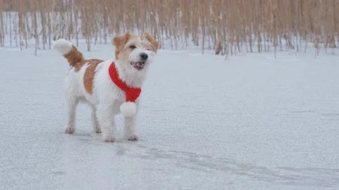 Dog breed Jack Russell Terrier with a red scarf stands on the ice of the lake 스톡 동영상 171483076
