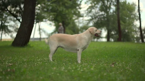 Dog breed Labrador does performs commands and tricks Stock Footage 134525735