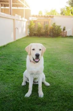 The dog breed Labrador on a green grass Stock Photos