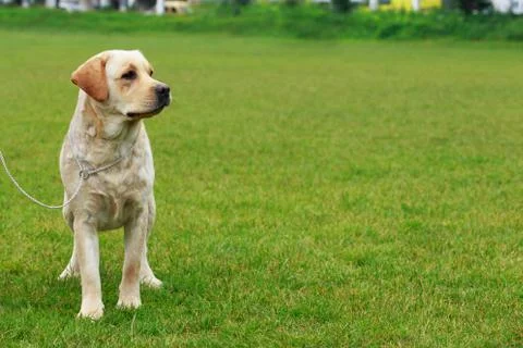 Dog breed Labrador Stockfoto's