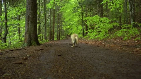 Dog of breed Labrador Retriever blonde dog puppy walking through forest. 스톡 동영상 150593053