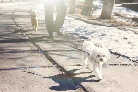 Dog breed Maltese lap dog walking on a leash in the park on a sunny day Stock Photos