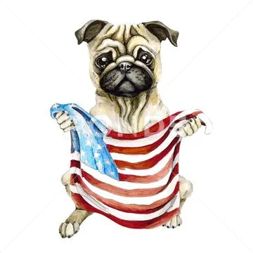 Dog breed pug holding a American flag. Isolated on white background. Politics. Stock Illustration