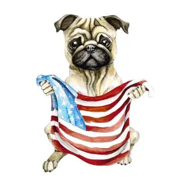 Dog breed pug holding a American flag. Isolated on white background. Politics. Stock Illustration