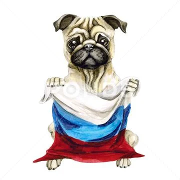 Dog breed pug holding a Russian flag. Isolated on white background. Politics Stock Illustration