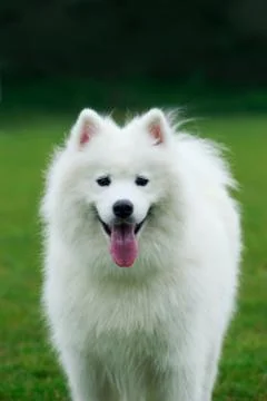 Dog breed Samoyed Photos