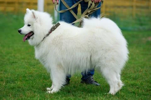 Dog breed Samoyed Photos