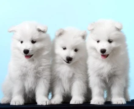 Dog. breed - samoyeds Stock Photos