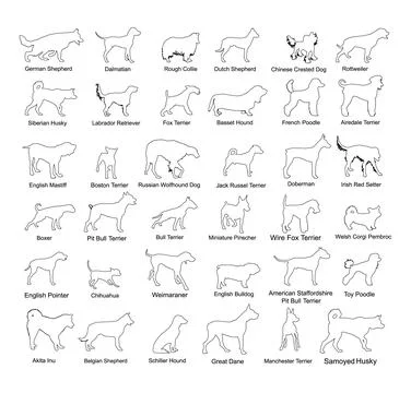 Dog breed set collection vector line contour silhouette Illustrazione stock