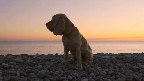 Dog breed Spaniel sitting on the beach near the sea and looking at the camera at Video stock 120001573