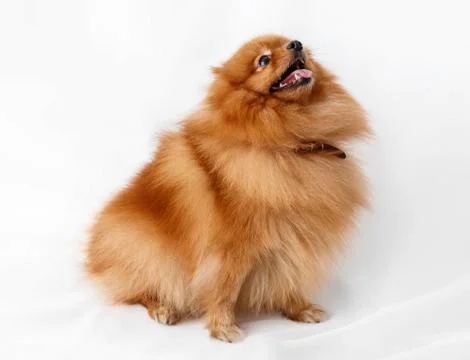 Dog Breed Spitz Stock Photos