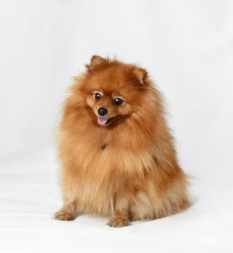 Dog Breed Spitz Stock Photos