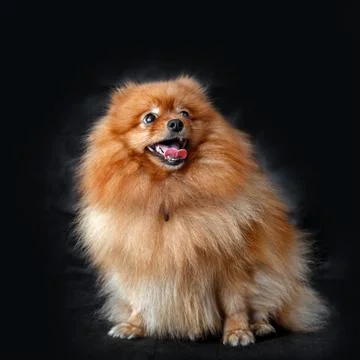 Dog Breed Spitz Foto stock