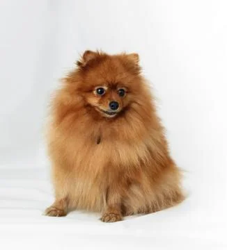Dog Breed Spitz Stock Photos
