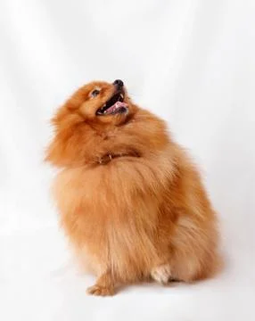 Dog Breed Spitz Stock Photos